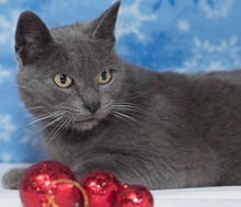 [picture of Hildie, a Russian Blue blue cat]