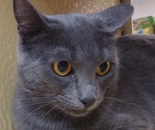 [picture of Hildie, a Russian Blue blue\ cat] 