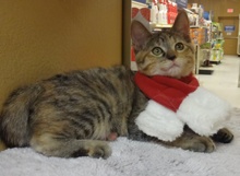 [another picture of Twix, a Bengal Mix tiger stripe tortie\ cat] 