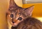 [picture of Twix, a Bengal Mix tiger stripe tortie cat]