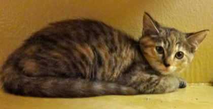 [picture of Twix, a Bengal Mix tiger stripe tortie cat]