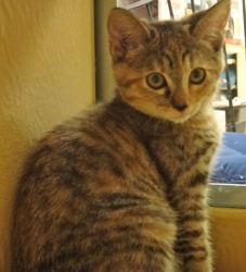 [picture of Twix, a Bengal Mix tiger stripe tortie cat]