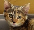 [picture of Twix, a Bengal Mix tiger stripe tortie cat]
