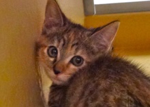 [picture of Twix, a Bengal Mix tiger stripe tortie cat]