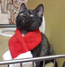 [another picture of Snickers, a Domestic Short Hair tortie\ cat] 