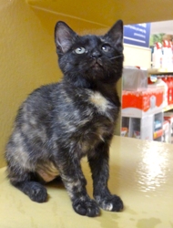 [picture of Snickers, a Domestic Short Hair tortie cat]