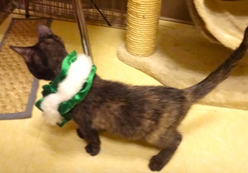 [picture of Snickers, a Domestic Short Hair tortie cat]