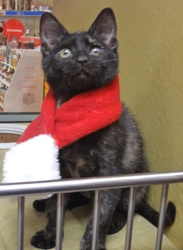 [picture of Snickers, a Domestic Short Hair tortie cat]