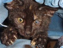 [picture of Snickers, a Domestic Short Hair tortie cat]