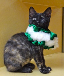 [picture of Snickers, a Domestic Short Hair tortie cat]