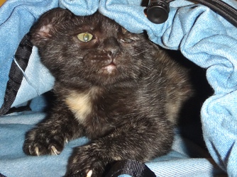[picture of Snickers, a Domestic Short Hair tortie cat]