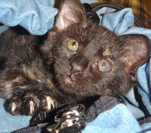 [picture of Snickers, a Domestic Short Hair tortie\ cat] 