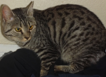 [picture of Ellie, a Egyptian Mau silver cat]