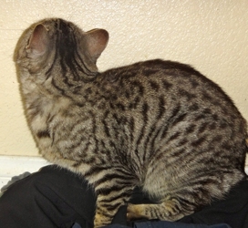 [picture of Ellie, a Egyptian Mau silver cat]