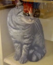 [picture of Ellie, a Egyptian Mau silver cat]