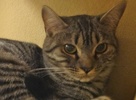 [picture of Ellie, a Egyptian Mau silver cat]