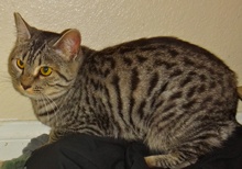 [picture of Ellie, a Egyptian Mau silver cat]