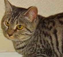 [picture of Ellie, a Egyptian Mau silver\ cat] 