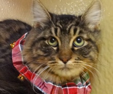 [picture of Winston, a Maine Coon Siberian forest cat brown/red tiger stripe cat]