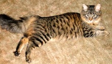 [another picture of Winston, a Maine Coon Siberian forest cat brown/red tiger stripe\ cat] 