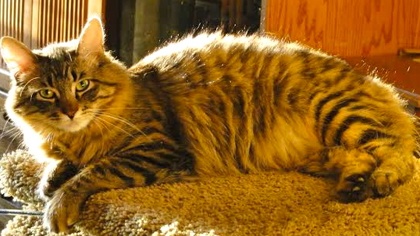 [picture of Winston, a Maine Coon Siberian forest cat brown/red tiger stripe cat]