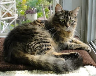 [picture of Winston, a Maine Coon Siberian forest cat brown/red tiger stripe cat]