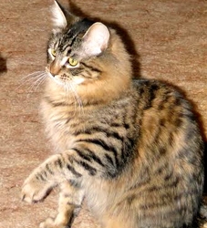 [picture of Winston, a Maine Coon Siberian forest cat brown/red tiger stripe cat]