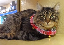 [picture of Winston, a Maine Coon Siberian forest cat brown/red tiger stripe cat]