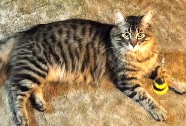 [picture of Winston, a Maine Coon Siberian forest cat brown/red tiger stripe cat]