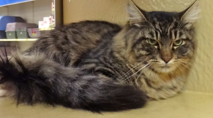 [picture of Winston, a Maine Coon Siberian forest cat brown/red tiger stripe cat]