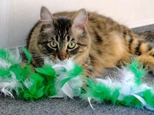 [picture of Winston, a Maine Coon Siberian forest cat brown/red tiger stripe\ cat] 