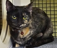 [another picture of Trinket, a Domestic Short Hair tortie\ cat] 