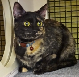 [picture of Trinket, a Domestic Short Hair tortie cat]