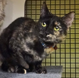 [picture of Trinket, a Domestic Short Hair tortie cat]