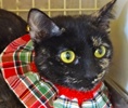 [picture of Trinket, a Domestic Short Hair tortie cat]