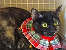 [picture of Trinket, a Domestic Short Hair tortie cat]