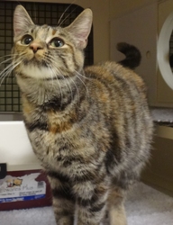 [picture of Bali, a Domestic Short Hair tiger stripe torbie cat]