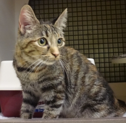 [picture of Bali, a Domestic Short Hair tiger stripe torbie cat]