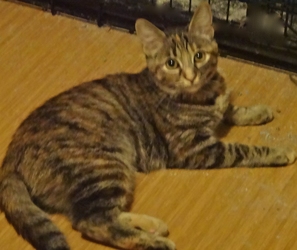 [picture of Bali, a Domestic Short Hair tiger stripe torbie cat]