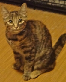 [picture of Bali, a Domestic Short Hair tiger stripe torbie cat]