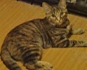 [picture of Bali, a Domestic Short Hair tiger stripe torbie cat]