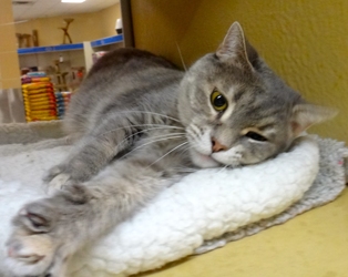 [picture of Kateri, a Domestic Short Hair blue cream cat]