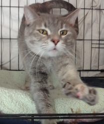 [picture of Kateri, a Domestic Short Hair blue cream cat]