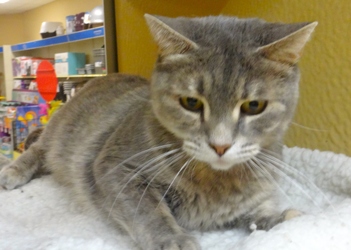 [picture of Kateri, a Domestic Short Hair blue cream cat]