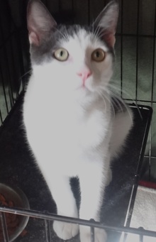 [another picture of Kobe, a Turkish Van Mix blue and white\ cat] 