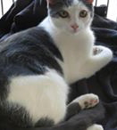 [picture of Kobe, a Turkish Van Mix blue and white cat]