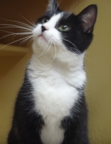 [another picture of Bongo, a Domestic Medium Hair tuxedo\ cat] 