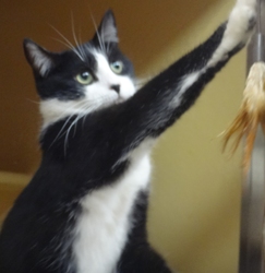 [picture of Bongo, a Domestic Medium Hair tuxedo cat]