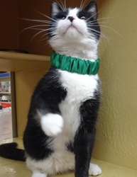 [picture of Bongo, a Domestic Medium Hair tuxedo cat]