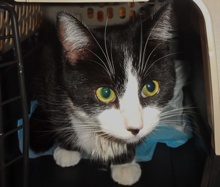 [picture of Bongo, a Domestic Medium Hair tuxedo cat]